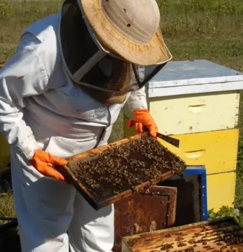Producteur apiculture miel de chez nous