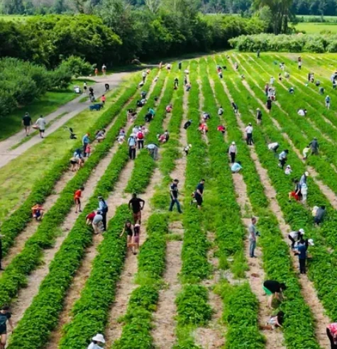 Rang de ferme monteregie