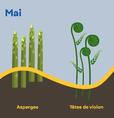 Aide memoire recoltes mai