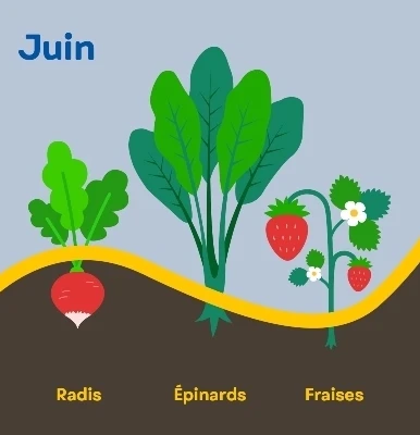 Aide memoire recoltes juin