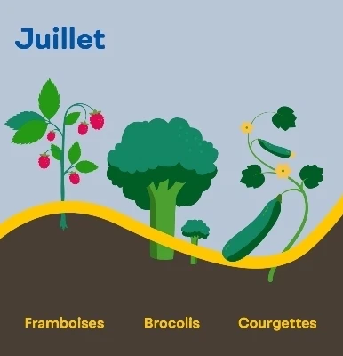 Aide memoire recoltes juillet