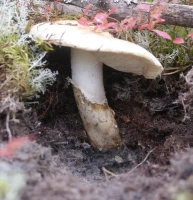 Matsutake champignon