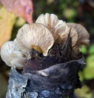 Pleurote tardif champignon