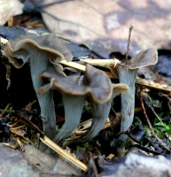 Chanterelle corne dabondance champignon