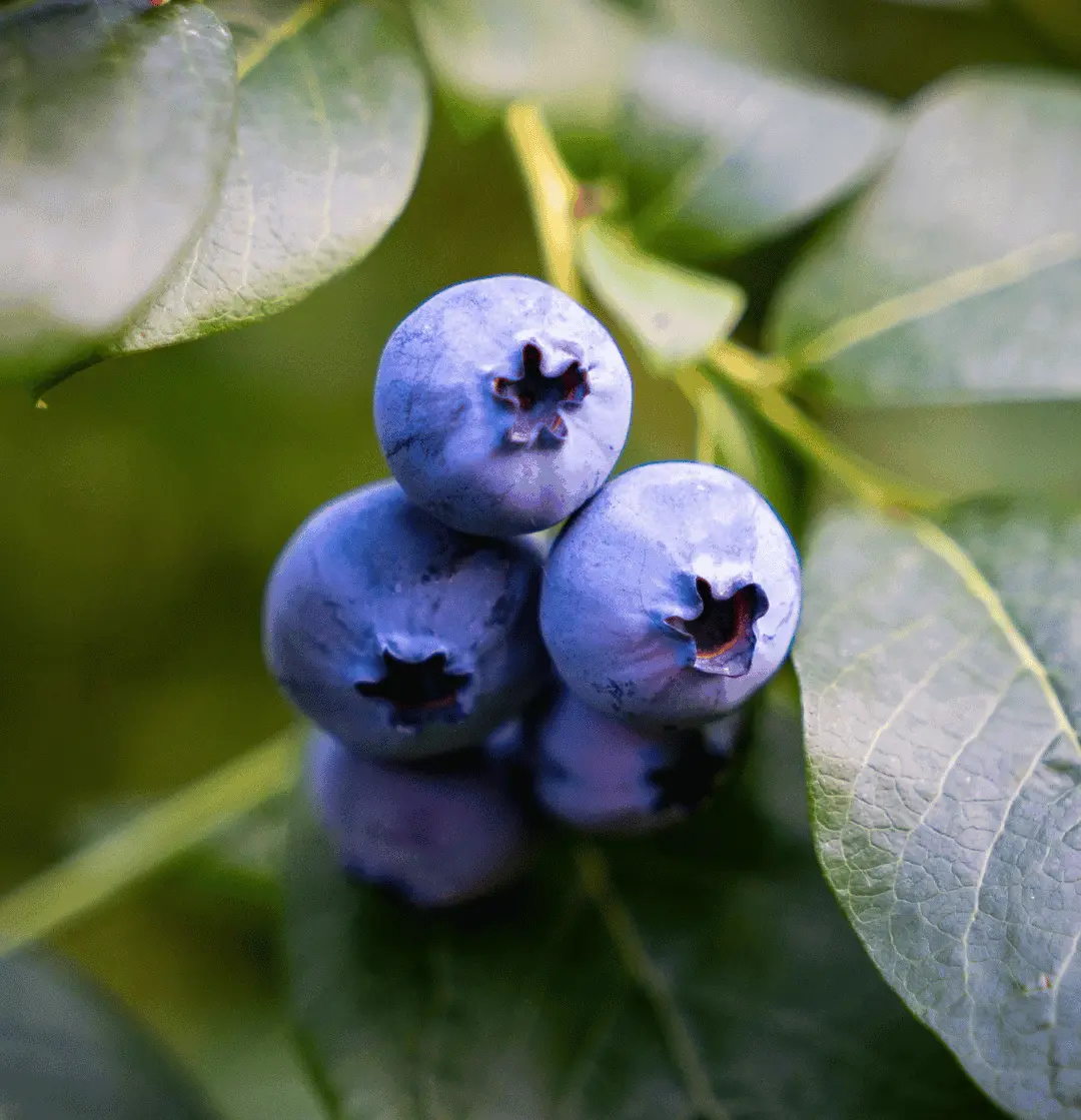Bleuets 1