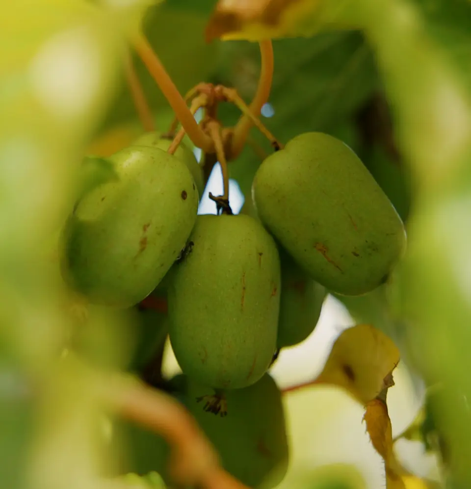 Kiwi nordique du Québec