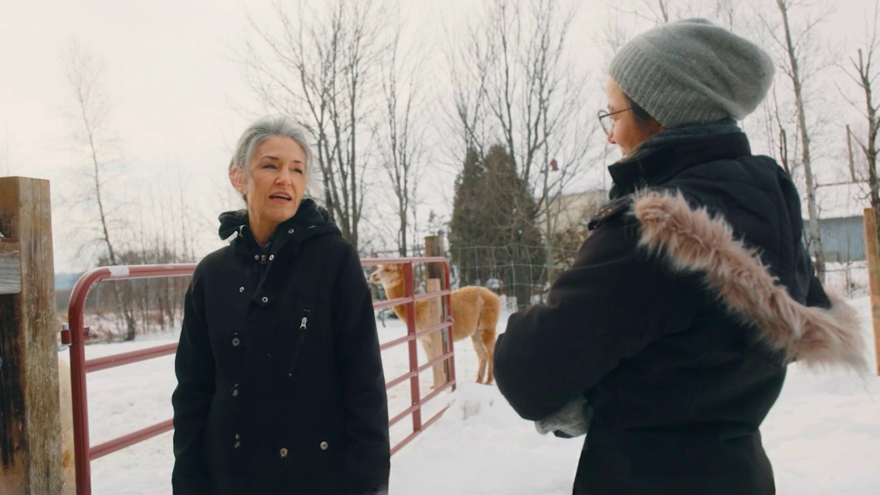 25 AQM Presbytere Ferme Caza Alpagas 99 1980x1080