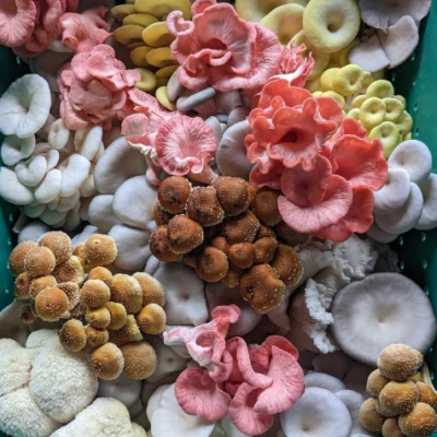 Champignon 475x600 1758659170