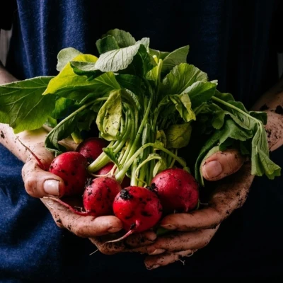 Produit radis bio