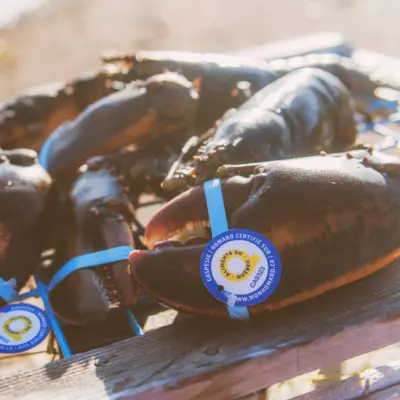 Homard Du Quebec 1080x1200