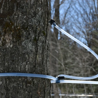 Tubulure erable temps des sucre 1