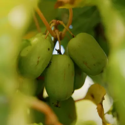 Kiwi nordique du Québec