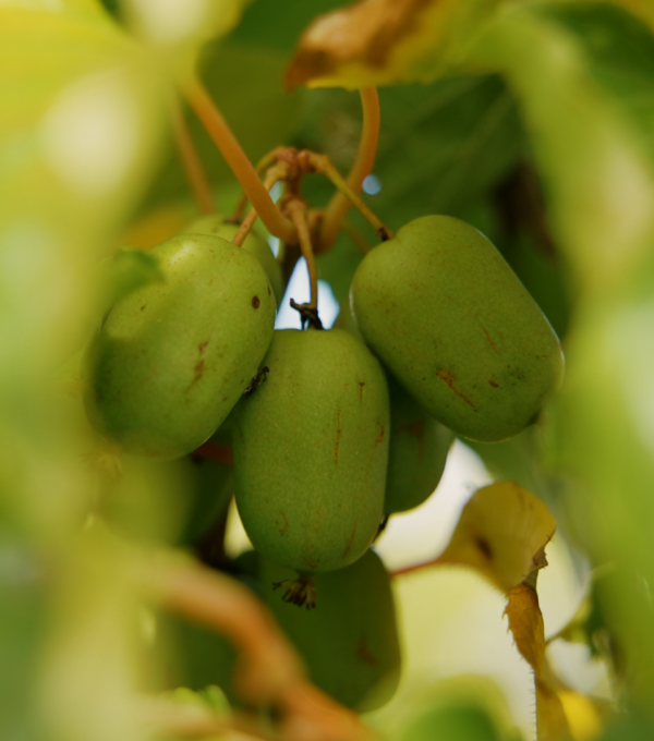 Un Kiwi qui pousse au Québec, ça existe ?