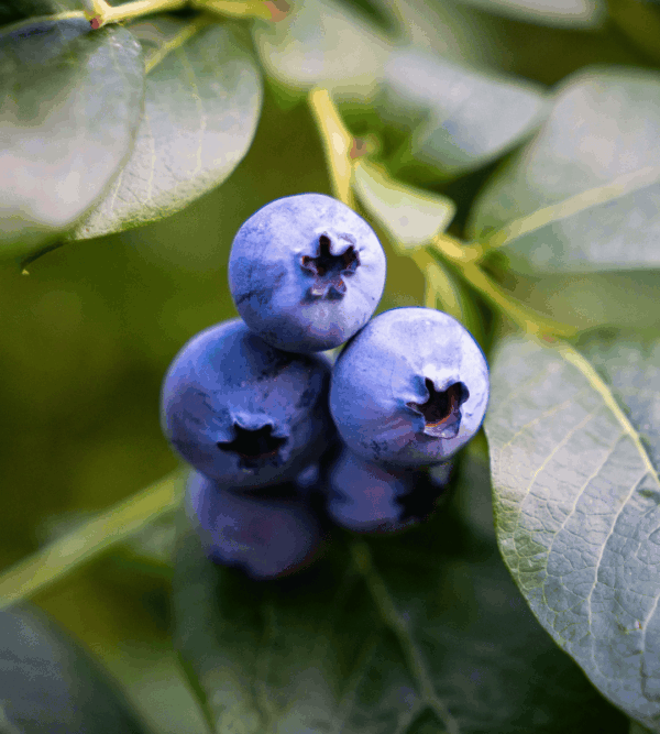 Wild Blueberries and Highbush Blueberries: How to Tell Them Apart and Enjoy Them