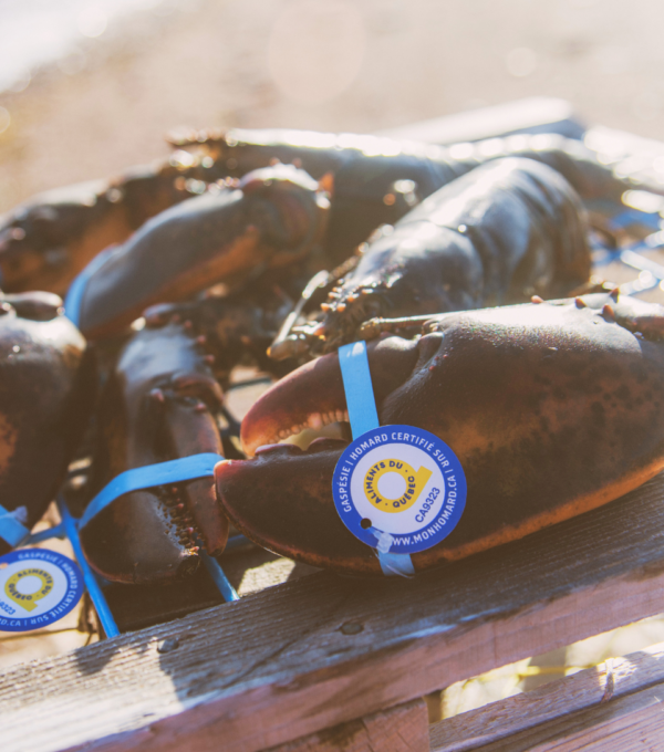 Homard du Québec : le grand retour d’un plaisir qu’on attend toute l’année