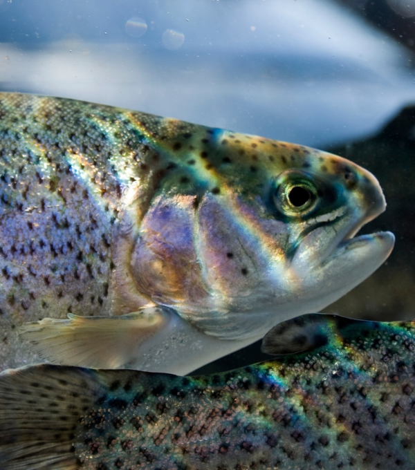 L’aquaculture québécoise : un modèle d’avenir
