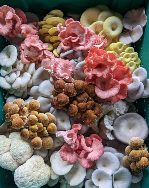 À la découverte des champignons de la Mauricie
